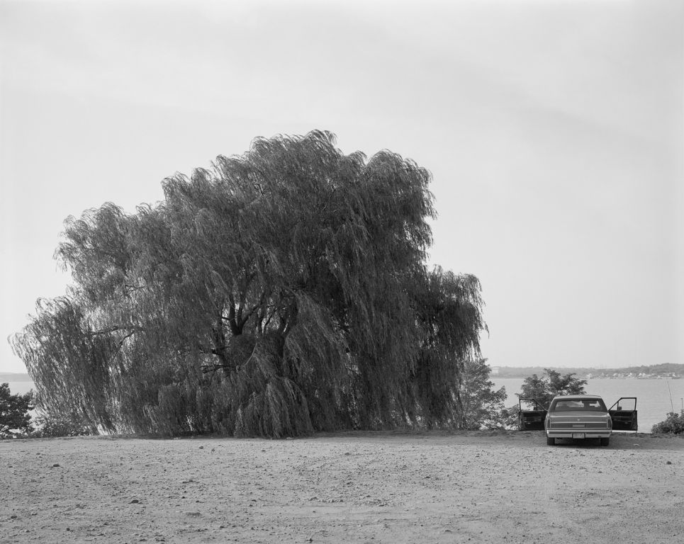 Willow Tree, 2002
